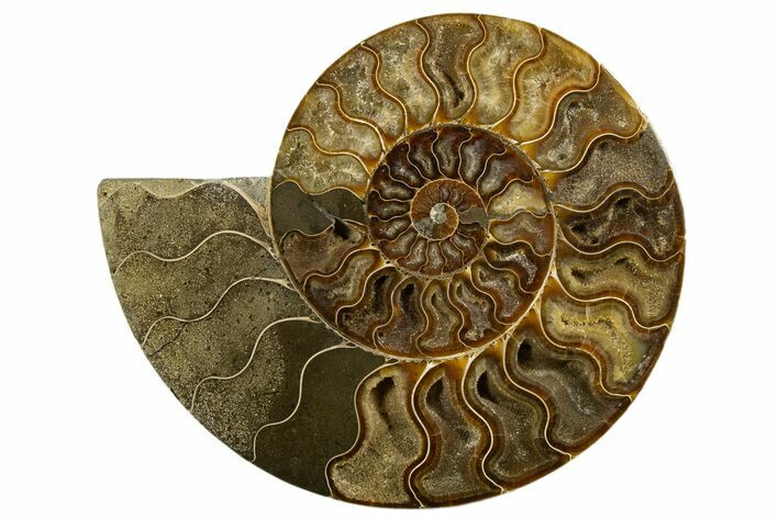 Cut & Polished Ammonite Fossil (Half) - Madagascar #317858